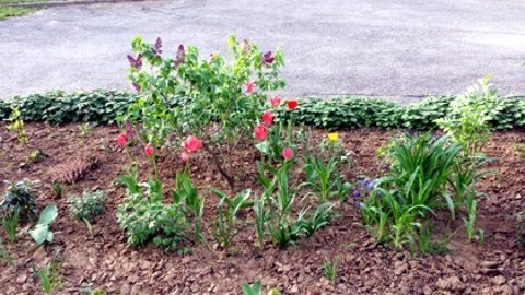 Gerilla kert Pécs - tulipánok